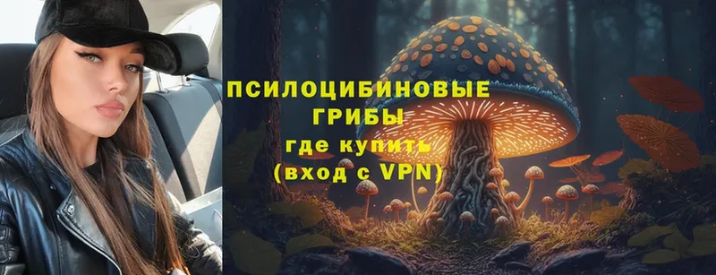 закладка  Пошехонье  Галлюциногенные грибы Psilocybe 